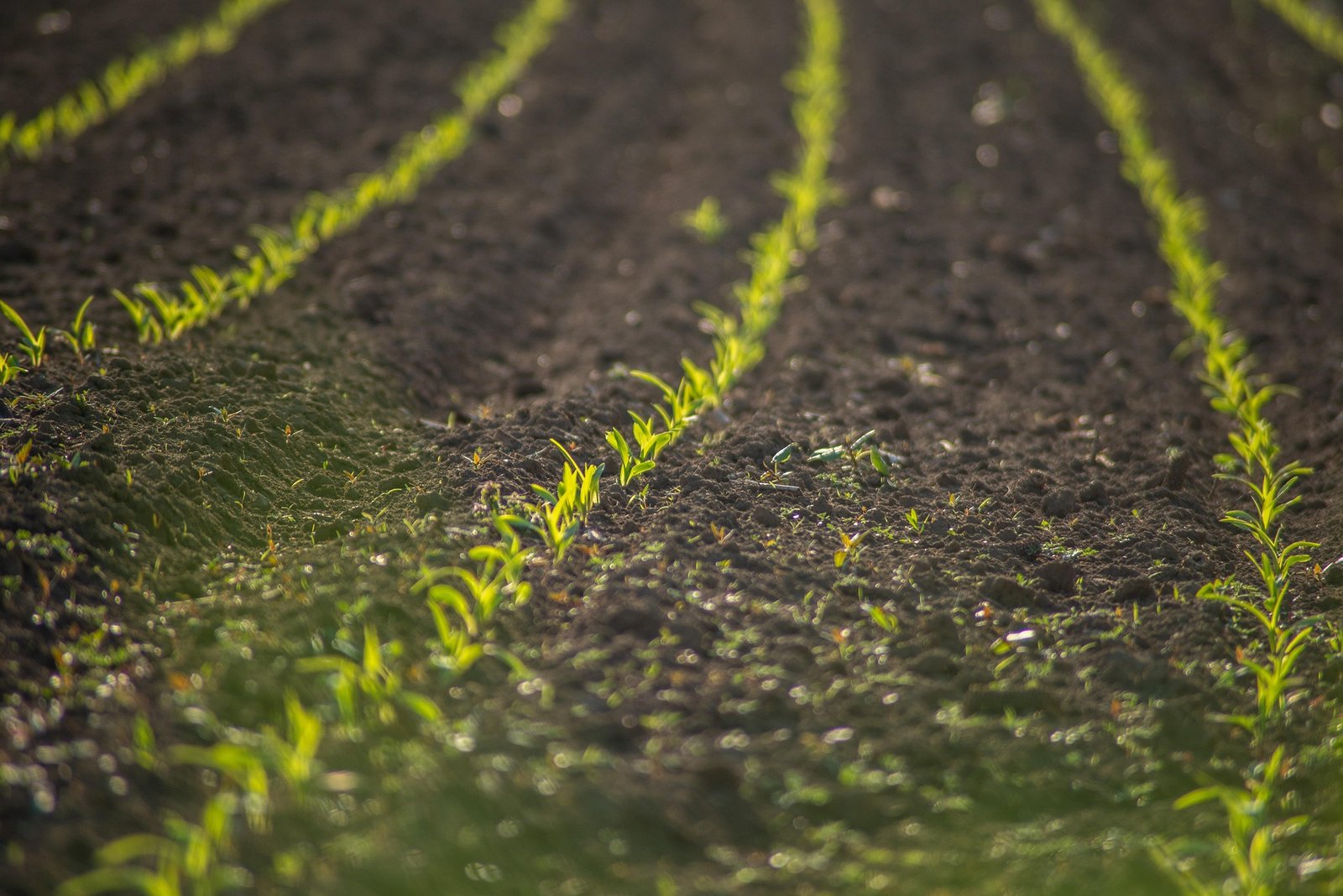 Beautiful lush farm plantation